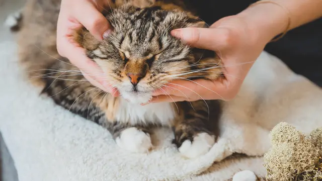 Cat Massage, Aktivitas Menenangkan dengan Manfaat Kesehatan bagi Kucing