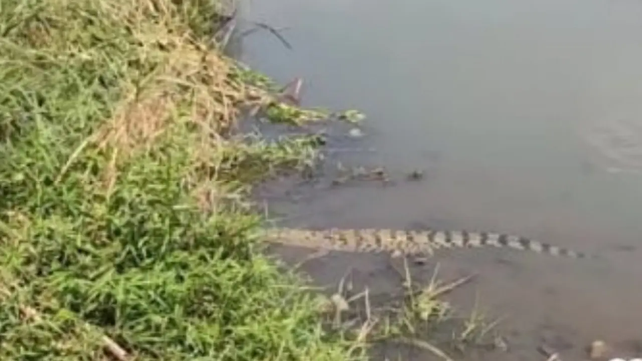 Kemunculan buaya muarah di Sungai Kencong Jember meresahkan warga (Istimewa)