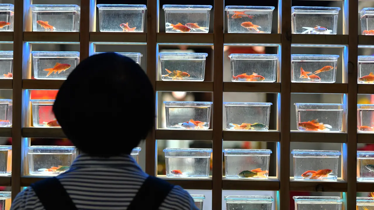 FOTO: 100 Spesies Ikan Mas Hias Dipamerkan di Sanfangqixiang