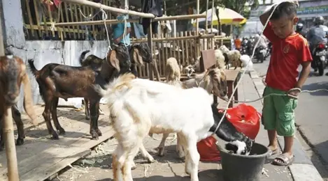 Mengapa Harus Sapi Dan Kambing Yang Dikurbankan Lifestyle Fimela Com
