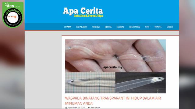 Cek Fakta Binatang Transparan Ini Hidup Dalam Air Minum Anda Cek Fakta Liputan6 Com