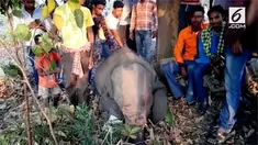 Tiga ekor gajah dan seekor anak sapi liar tewas tertabrak kereta api di India.