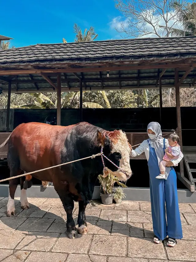 6 Potret Ria Ricis dengan Sapi Jumbo untuk Kurban, Rela Berburu hingga Purworejo