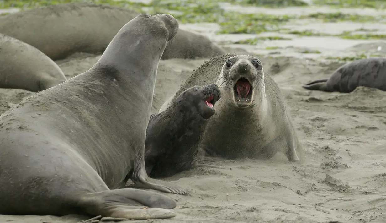 Sekelompok gajah laut dan anak-anak mereka mengambil alih Pantai Drakes di California, Jumat (1/2). Pantai dan jalanan di sekitar ditutup sementara untuk kendaraan bermotor, sepeda, dan pejalan kaki terkait aktivitas para gajah laut ini. (AP/Eric Risberg)