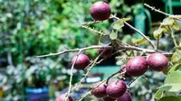 Buah kelenkeng merah (Foto: Dok Instagram DKPP Surabaya)