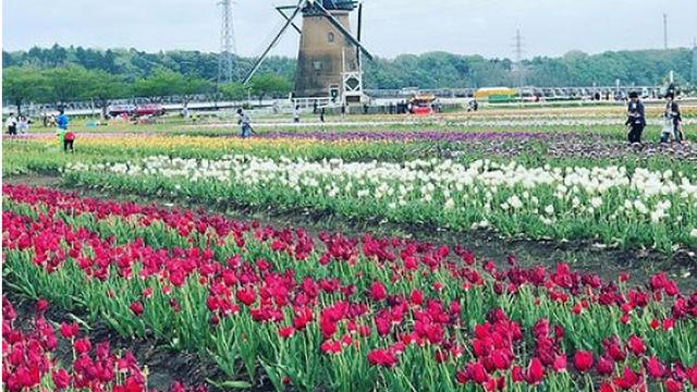 Warga Langgar Karantina Datangi Festival Bunga, 800 Ribu Tulip Dihancurkan Pemerintah Jepang