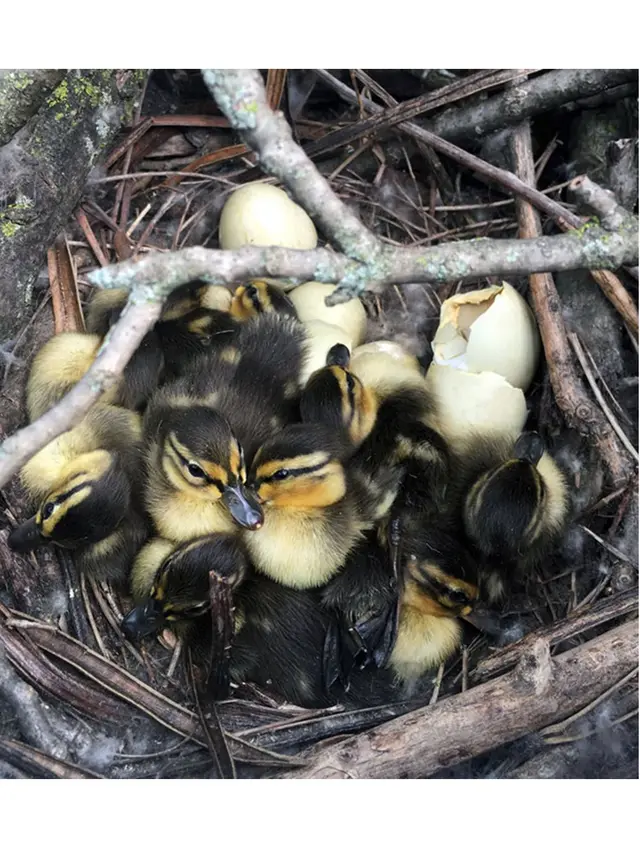 6 Potret Bebek Bikin Sarang di Sembarang Tempat, Random Banget
