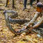 Penakluk ular, Amar_pd, melepaskan ular sawah berukuran 9 meter di kawasan hutan bersama BBKSDA Riau. (Liputan6.com/Dok BBKSDA Riau)