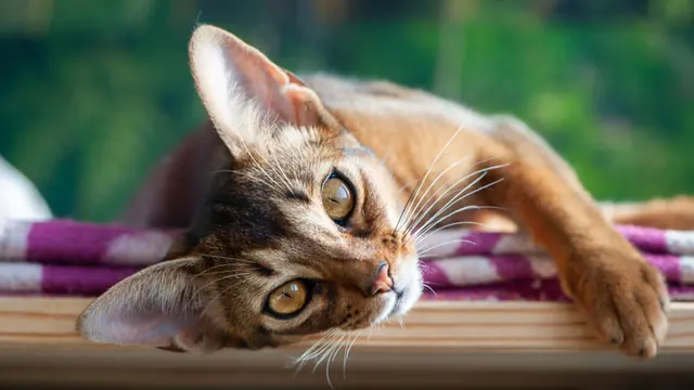 Kucing Abyssinian
