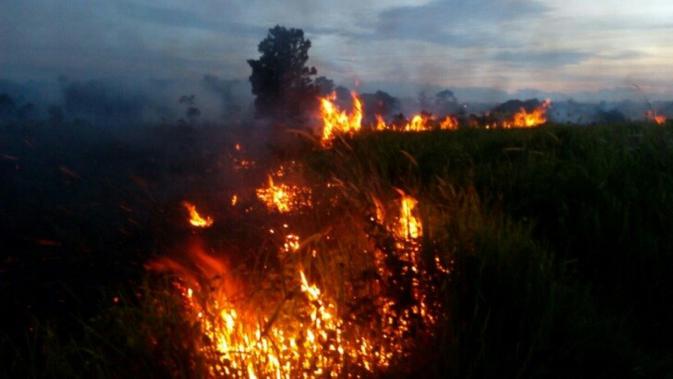 Pembakar lahan mengubah pola pembakaran dengan memanfaatkan kelemahan petugas. Akibatnya, kabut asap kembali melanda Riau. (/M syukur