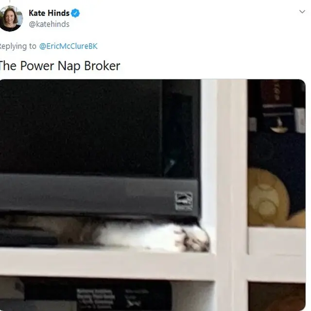coba temukan kucing pada foto ini