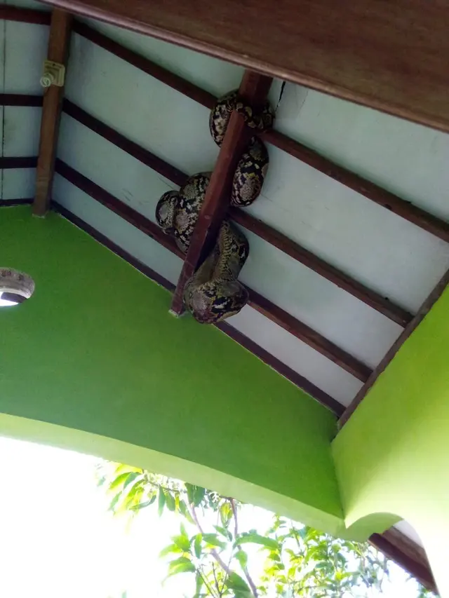 6 Momen Mengejutkan Ular Sembunyi di Tempat Tak Terduga, Bikin Bergidik