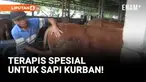 Penjual Sapi Panggil Terapis Untuk Memijat Hewan Kurban