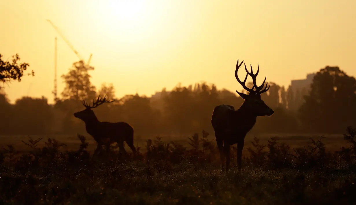Rusa jantan muda berdiri di bawah cahaya matahari terbit selama musim rutting (kawin) yang berlangsung pada musim gugur di Bushy Park, London, Rabu (14/10/2020). Musim gugur merupakan awal musim kawin bagi kawanan rusa merah.  (AP Photo/Matt Dunham)