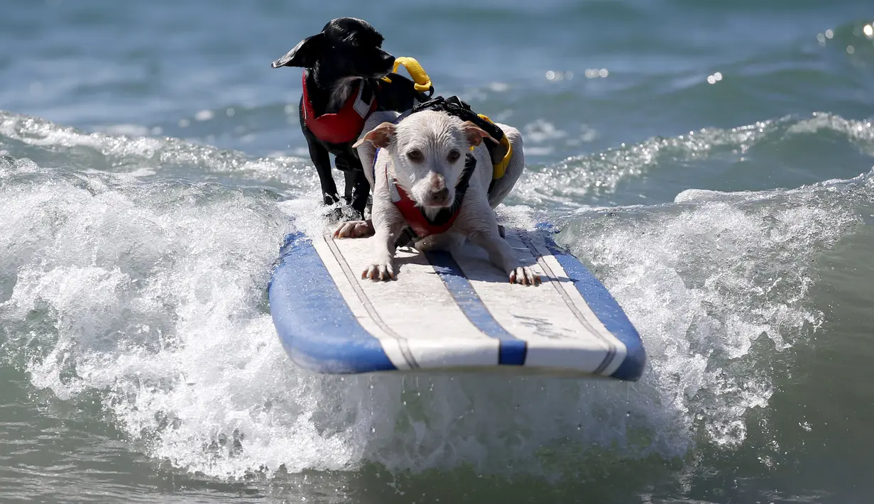 Dua anjing berada diatas papan surfing saat mengikuti Surf Dog Contest Surf City di Huntington Beach, California, Amerika Serikat, (27/9/2015). (REUTERS/Lucy Nicholson)