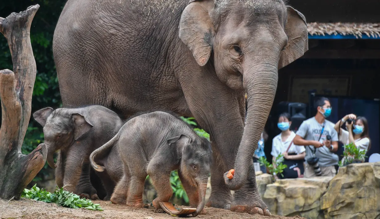 Dua bayi gajah Asia bermain dekat seekor induk gajah di Taman Safari Chimelong, Guangzhou, Provinsi Guangdong, China, Rabu (27/5/2020). Dua gajah Asia betina di Taman Safari Chimelong melahirkan dua bayi pada tanggal 30 April dan 12 Mei 2020. (Xinhua/Liu Dawei)