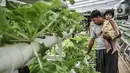 Warga menggendong anaknya saat melakukan perawatan tanaman di kebun sayur hidroponik Gang Hijau RT 007/008, Kelurahan Cipinang Besar Utara, Jakarta, Rabu (9/9/2020). Warga berharap hasil panen dari kebun tersebut dapat membantu perkonomian. (merdeka.com/Iqbal S. Nugroho)
