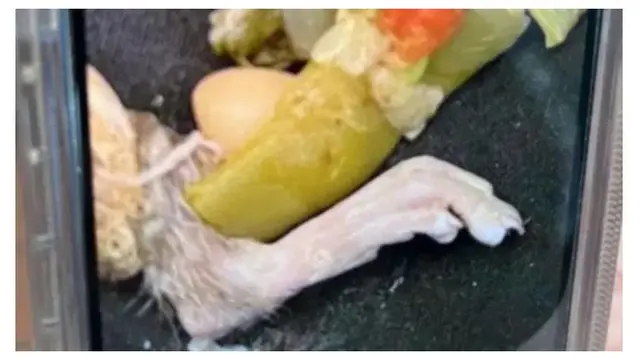 Pria Ini Temukan Kaki Tikus Berbulu di Dalam Sup, Kuku Panjangnya Menusuk Pipi