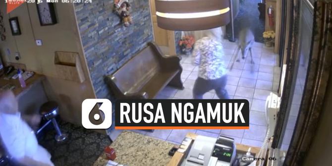 VIDEO: Detik-Detik Rusa Liar Mengamuk Terobos Restoran