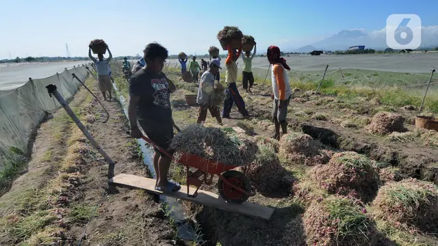 FOTO: Panen Bersamaan, Harga Bawang Merah Jatuh