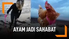 Unik, Wanita Ini Bersahabat dengan Ayam Bernama Chookie