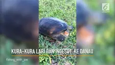 Video kura-kura berlari kencang dan ‘ngesot’ ke danau mematahkan mitos jika hewan bercangkang itu mahluk yang lamban.
