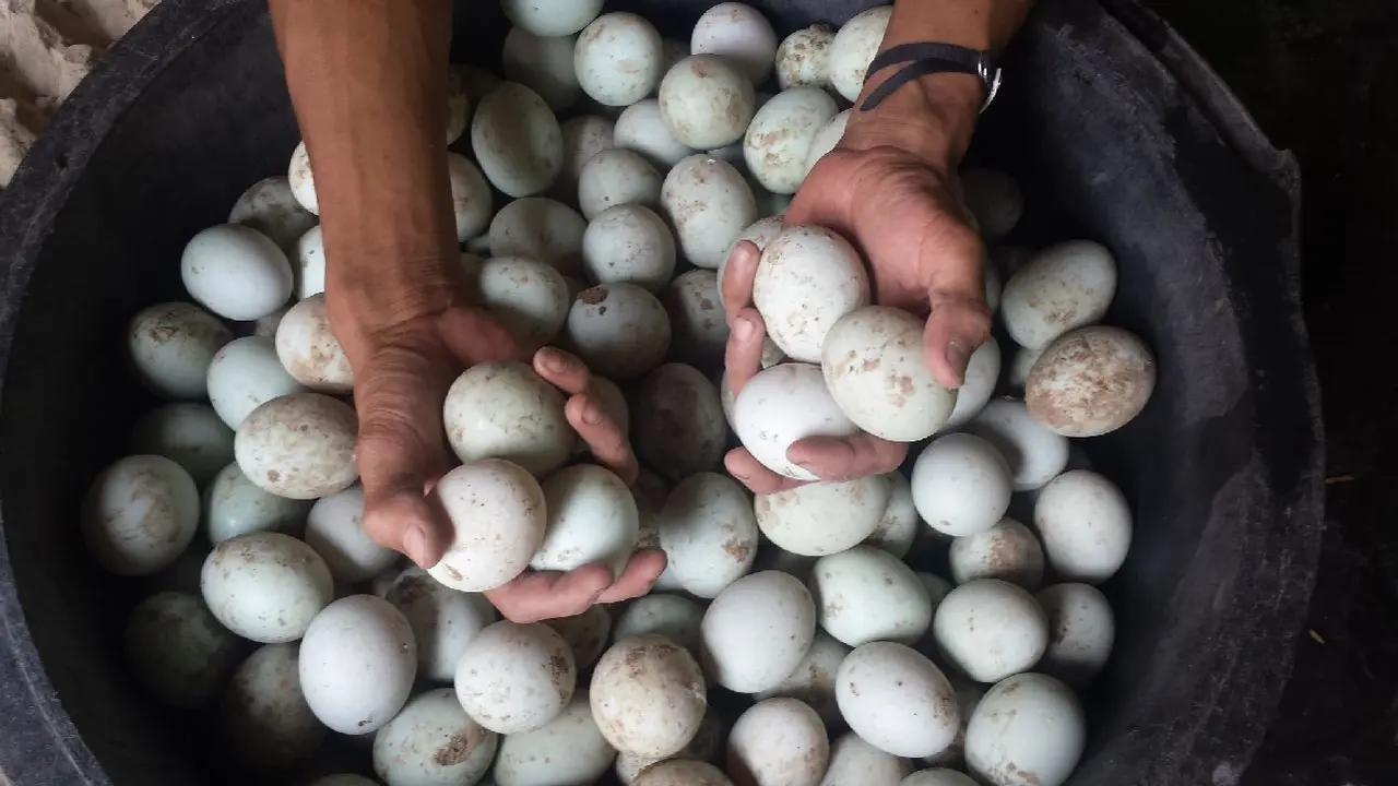 Telur Asin Brebes