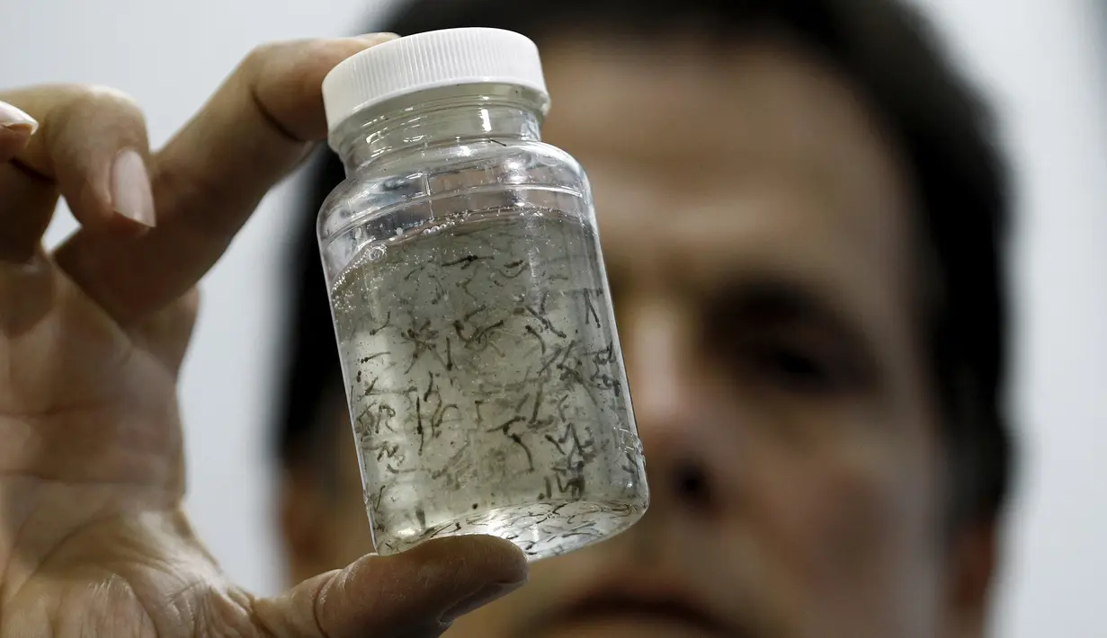 Petugas kesehatan Willian Araya memperlihatkan larva Aedes aegypti di laboratorium Kementerian Kesehatan San Jose, Kosta Rika, (27/1).  Zika ditandai dengan gejala seperti ruam, demam, rasa sakit pada sendi, dan mata merah. (REUTERS / Juan Carlos Ulate)