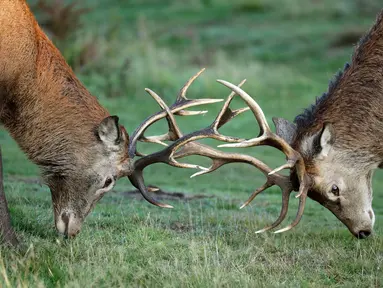 Rusa muda mengadu tanduk selama musim rutting (kawin) yang berlangsung pada musim gugur di Bushy Park, London, Rabu (14/10/2020).  Rusa jantan bertarung satu sama lain menunjukkan kekuatan mereka untuk merayu rusa betina.  (AP Photo/Matt Dunham)