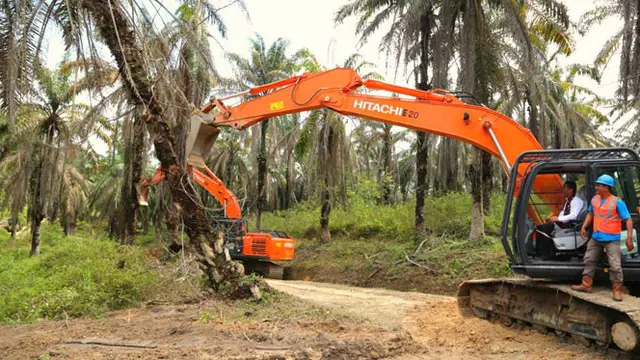Peremajaan Sawit Rakyat Didorong untuk Jaga Produktivitas, Hasilkan Devisa, dan Pendapatan Petani