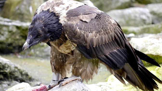 Bearded Vulture (sumber: pixabay)