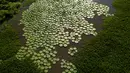 Pemandangan sungai Salado yang ditumbuhi tanaman Victoria Cruziana di Piquete Cue, Paraguay (7/1). Tanaman ini memiliki bunga besar berwarna putih disertai bentuk kelopak saling bertumpuk pada ujung tangkai. (AP Photo/Jorge Saenz)