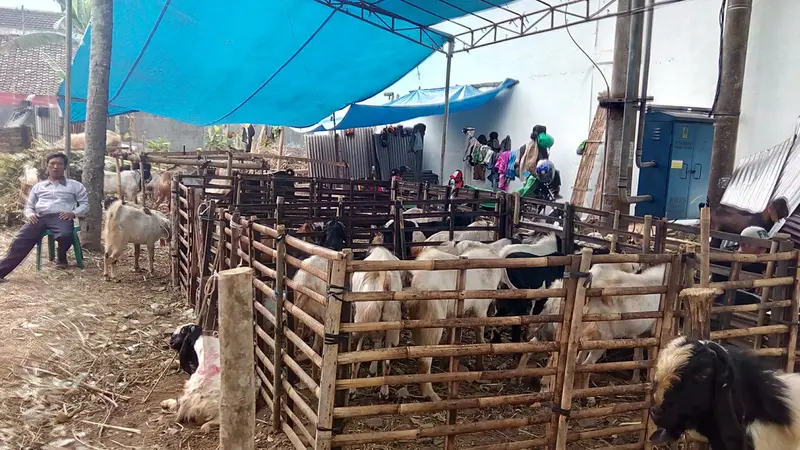 Penjualan Hewan Kurban dan Kelangkaan Lahan Kosong di Kota Malang