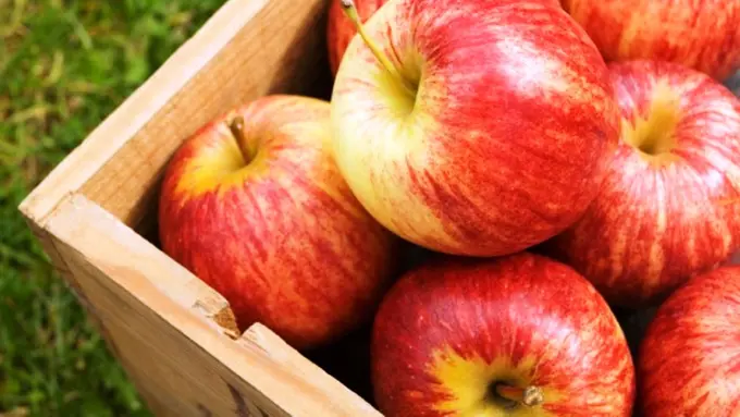 Ilustrasi buah apel (iStock)