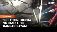 Seekor ular king cobra sepanjang tiga meter menggegerkan warga di Kabupaten Pali, Sumatera Selatan, setelah ditemukan berada di dalam kandang ayam milik warga. Lokasi yang sempit serta kondisi gelap gulita membuat proses evakuasi oleh petugas pemadam...
