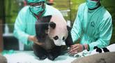 Dokter hewan merawat Satrio Wiratama atau Rio, anak panda raksasa pertama yang lahir di Indonesia, saat pratinjau media di Taman Safari Indonesia, Bogor, Jawa Barat, Jumat 15 Mei 2026. (AP Photo/Achmad Ibrahim)