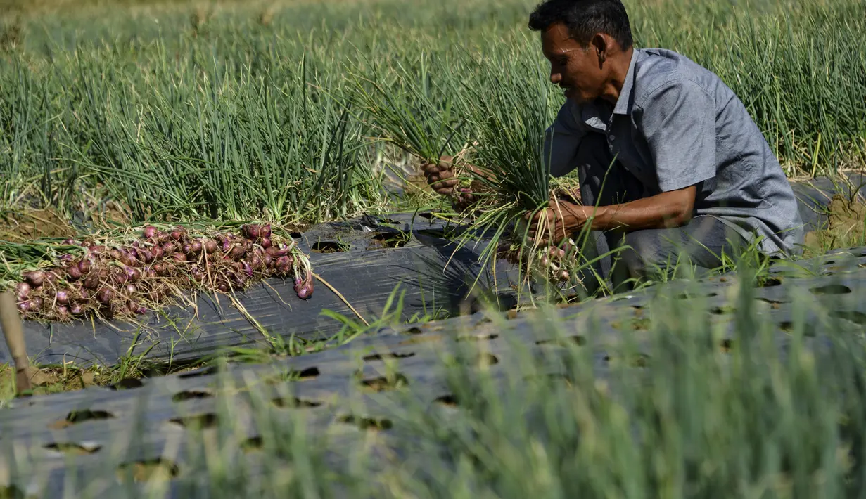Seorang petani mengumpulkan bawang saat panen di sebuah peternakan di Pekan Bada, dekat Banda Aceh (22/1/2020). Harga bawang di pasaran dari Rp35.000 menjadi Rp42.000 hingga Rp45.000 perkilogram. (AFP Photo/Chaideer Mahyuddin)