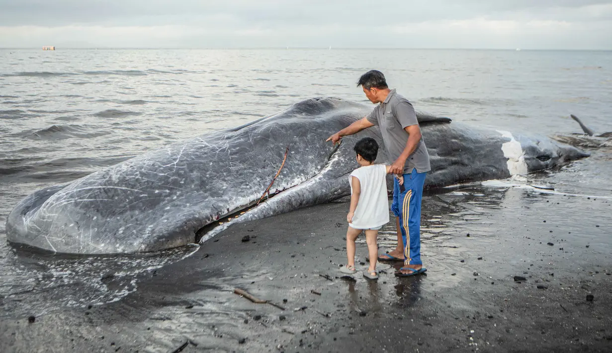 Warga mengajak anaknya melihat bangkai paus sperma yang terdampar, sementara petugas konservasi masih menyelidiki penyebab kematiannya, menjelang rencana penguburan di salah satu tempat di pantai Banjar Anyar Sari, Desa Nusasari, Kecamatan Melaya, Jembrana, Bali, pada Rabu 6 Mei 2026. Seekor ikan paus sperma dengan panjang sekitar lima belas meter terdampar dalam keadaan mati. (Lana Priatna/AFP)