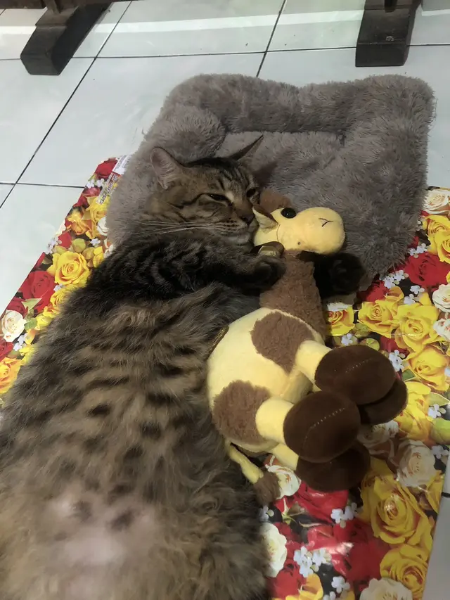 7 Potret Lucu Kucing Peluk Boneka Kesayangan Ini Bak Anak Kecil yang Menggemaskan