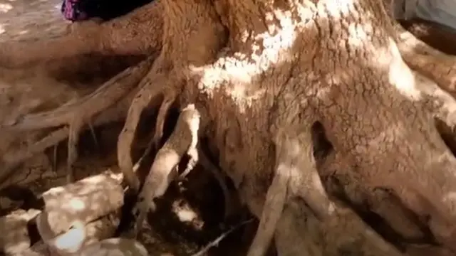 14 Abad Berlalu, Ini 6 Potret Pohon Sahabi Tempat Berteduh Rasulullah