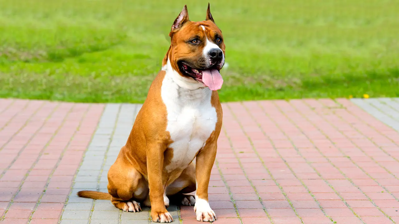 Pitbull Tewaskan Bocah, Ini Fakta Si Bodyguard Handal Sekaligus Pemburu Mematikan 
