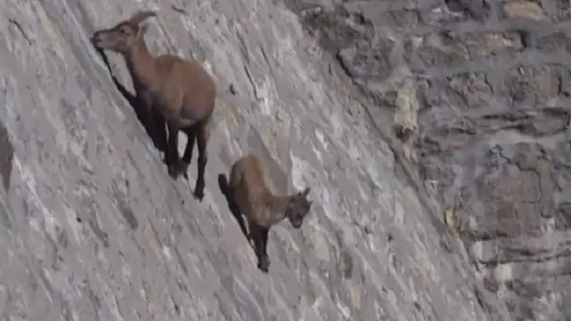 Kambing Ibex Alpine kebanyakan berpopulasi di wilayah pegunungan bebatuan (AFP)