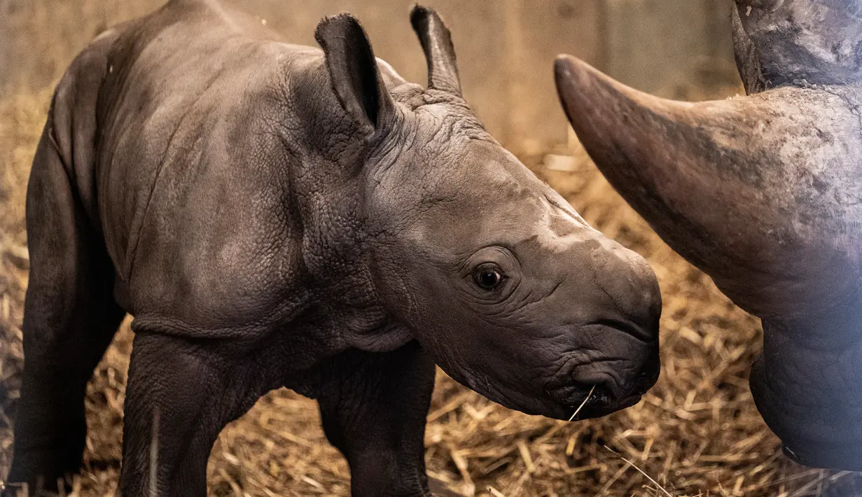 Badak putih yang baru lahir bersama induknya di kandnag mereka di Kebun Binatang Kopenhagen, Denmark, Rabu (15/4/2020). Menurut organisasi Save the Rhino International, populasi badak putih tahun 2020 adalah antara 17.212 dan 18.915. (Niels Christian Vilmann/Ritzau Scanpix/AFP)
