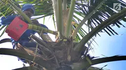 Seorang pria mengambil air nira kelapa yang akan dibuat menjadi gula merah di desa Taman Jaya, Sukabumi, Jawa Barat  (24/06). Gula kelapa yang dikenal juga dengan nama gula merah adalah salah satu bahan pemanis untuk pangan. (Merdeka.com/Arie Basuki)