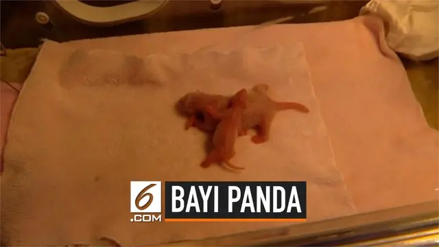 Bayi panda paling ringan di dunia lahir di China. Bayi panda bernama Chengfeng lahir dengan bobot hanya 42,8 gram.