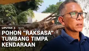 Pohon Setinggi 15 Meter Tumbang Timpa Mobil dan Motor