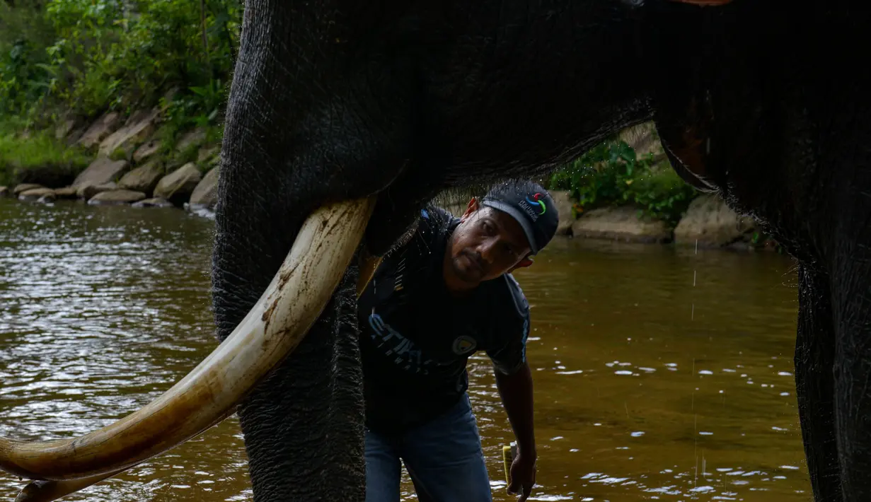Seorang pawang memandikan gajah jinak di sungai kawasan Conservation Response Unit (CRU) Desa Naca, Trumon Tengah, Aceh Selatan, Aceh, Jumat (19/6/2020). BKSDA Aceh memiliki 32 ekor gajah jinak untuk melakukan penggiringan gajah liar yang memasuki permukiman penduduk. (CHAIDEER MAHYUDDIN/AFP)