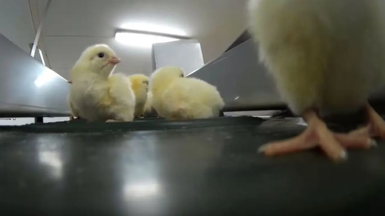 Kejam! Begini Proses Seleksi Ayam Baru Menetas di Dunia Industri
