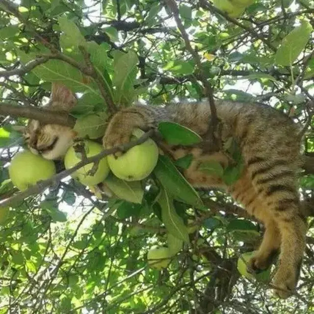 6 Aksi Kucing Santai di Atas Pohon Ini Nyeleneh Pol, Ekspresinya Lucu ...