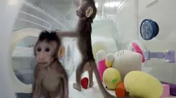 Dua monyet kloning, Zhong Zhong dan Hua Hua, berada dalam kandang di sebuah laboratorium di China. Adapun dua monyet di China ini dikloning dengan menggunakan teknik bernama Somatic Cell Nucleus Transfer (SCNT). (Chinese Academy of Sciences via AP)
